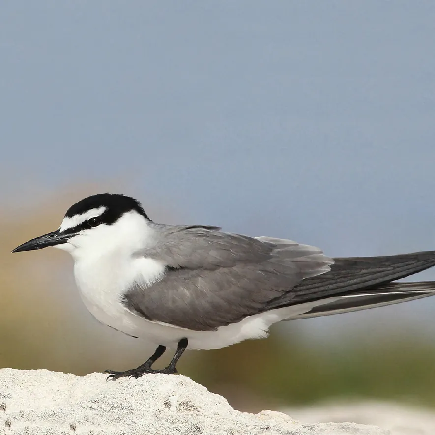 Participamos de iniciativa para resguardar especie en peligro de extinción